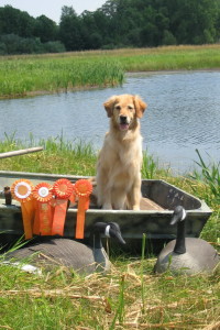 Retriever Competition Training Wisconsin