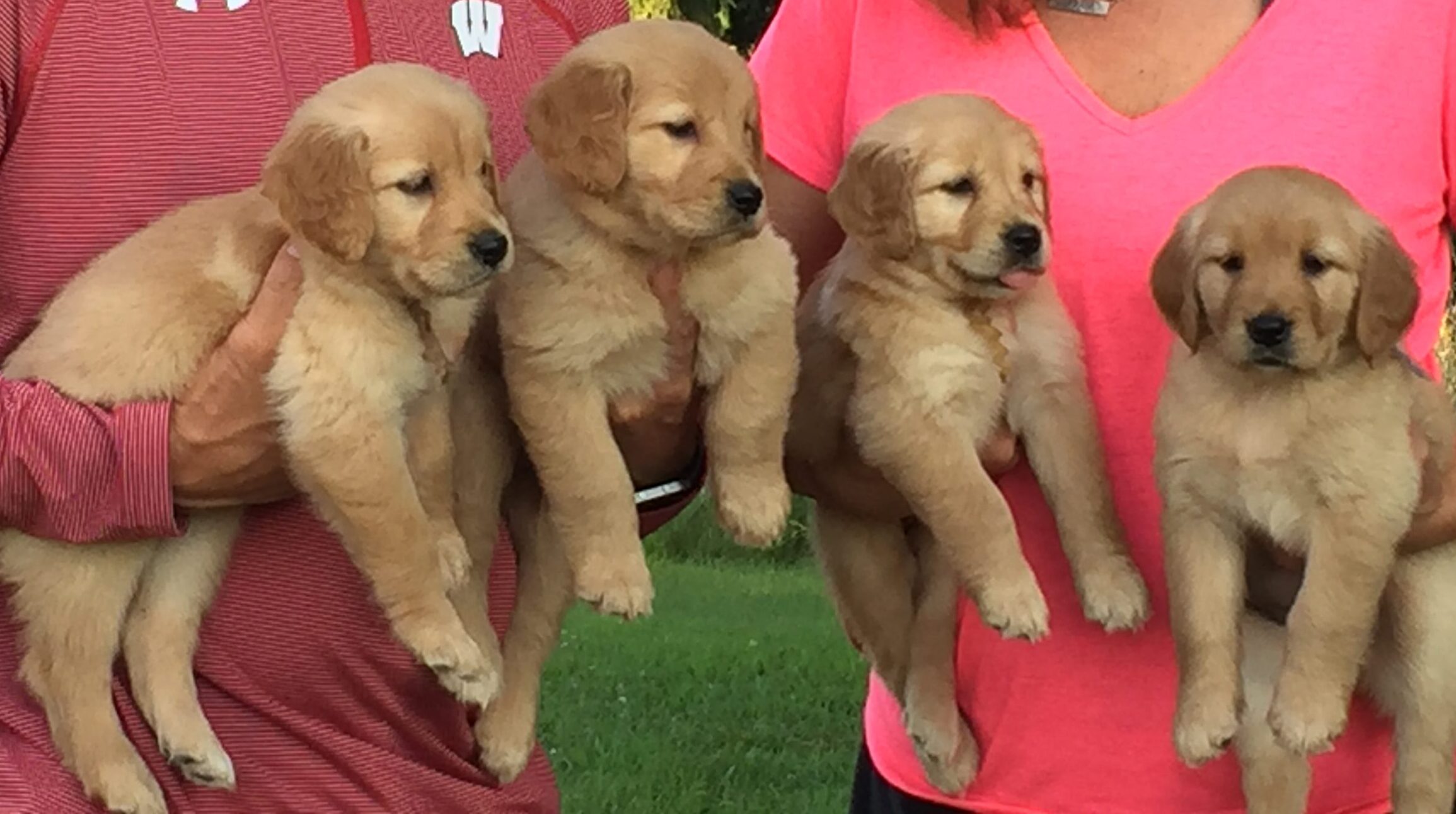 AKC Golden Retriever Puppies Wisconsin