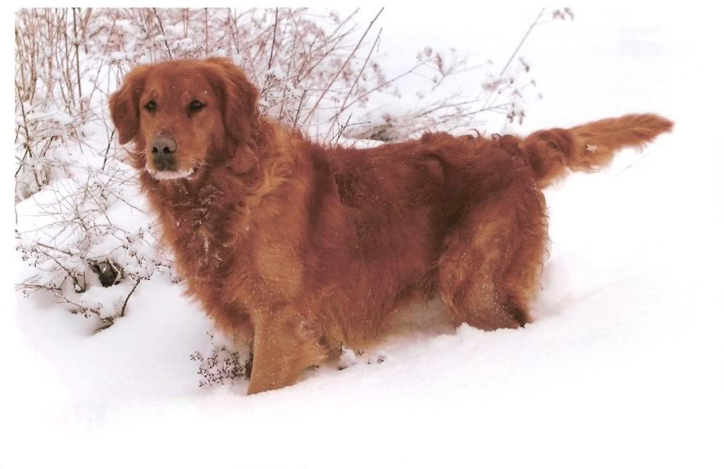 yukon001
