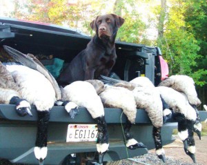 Retriever Competition Training Wisconsin